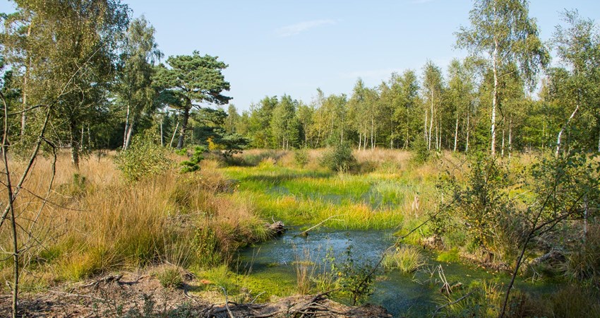Marbækplantage_dn.jpg