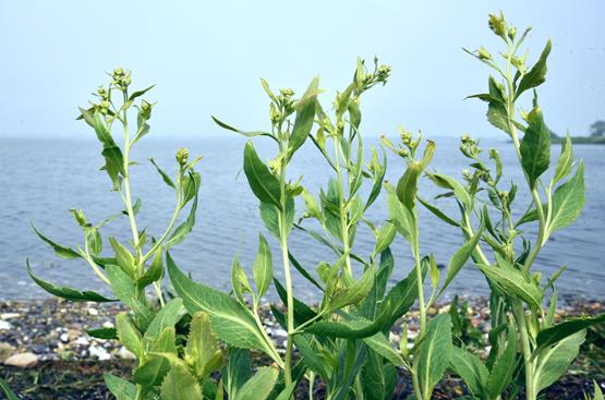 4 planter du kan sanke på stranden i sommerferien